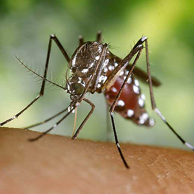 mosquito.com.hk